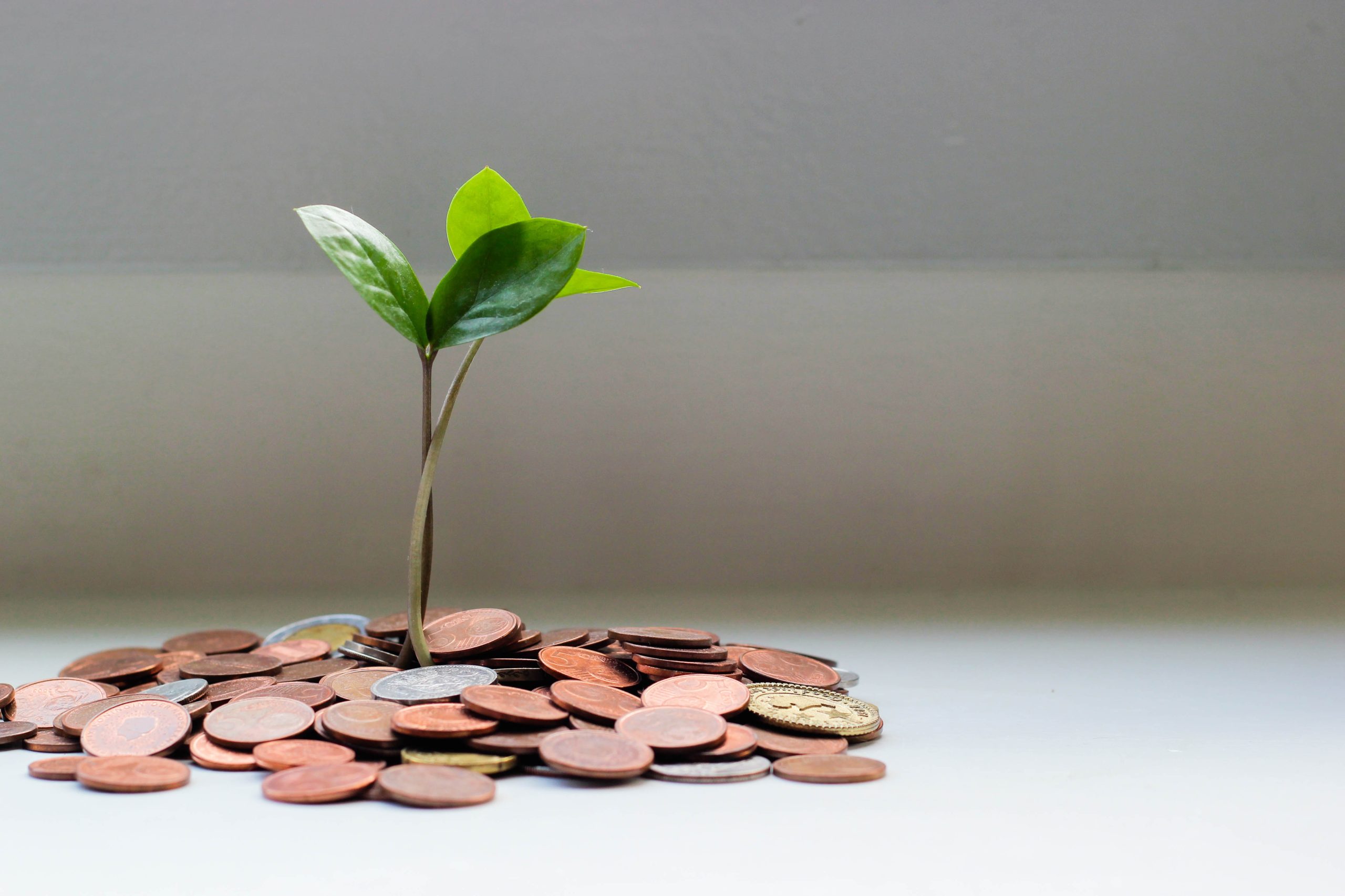 a pile of copper coins with a small green plant 'growing' out from the middle