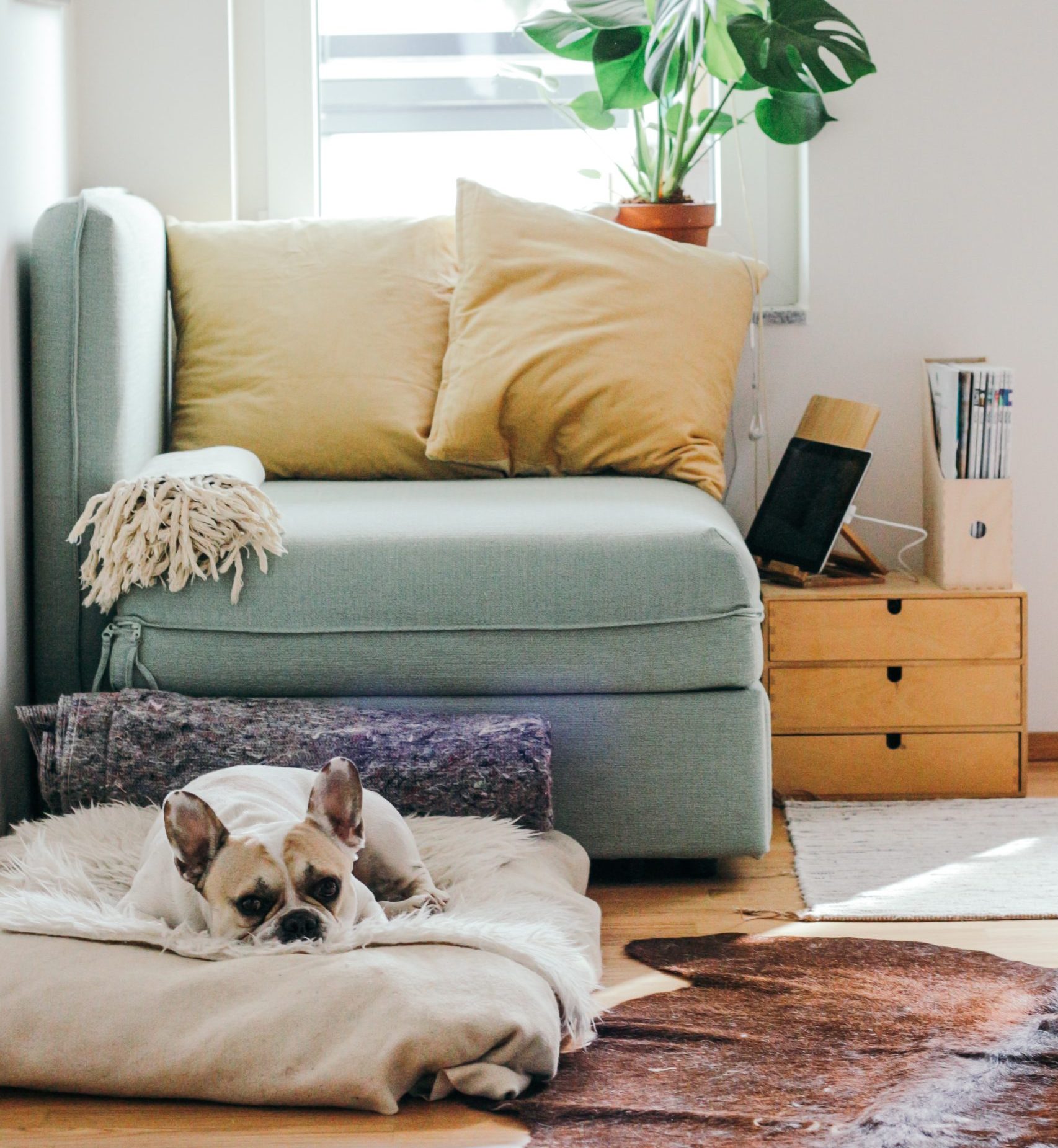 small light blue couch with yellow pillows in a white room with a small dog sitting on a dog bed at the front of the couch